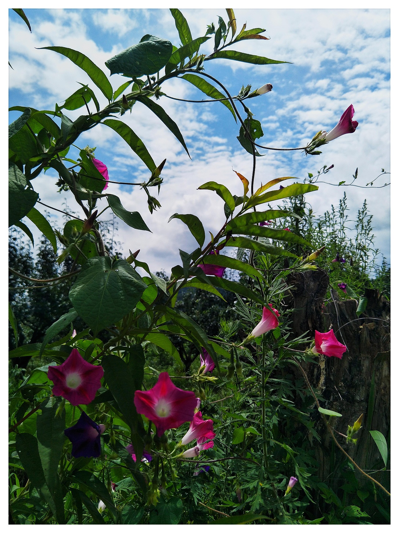 雁塔花果行，夕颜绕梨生。:leaves:（图ZMTIzNzc4NzA0） - 产品摄影 - 站酷设计师树深栖乌不语原创素材 - 站酷ZCOOL