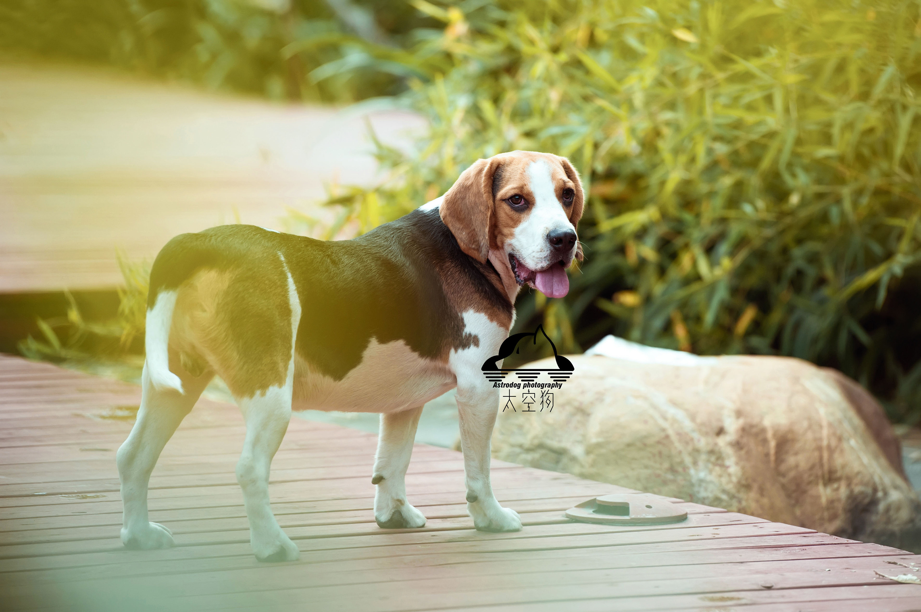 太空狗宠物摄影 大耳朵的比格犬|摄影|动物|太空狗视觉 - 原创作品 - 站酷 (ZCOOL)