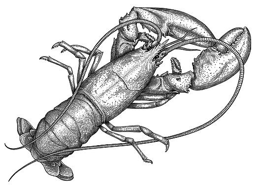 铜版画风格插画：虾