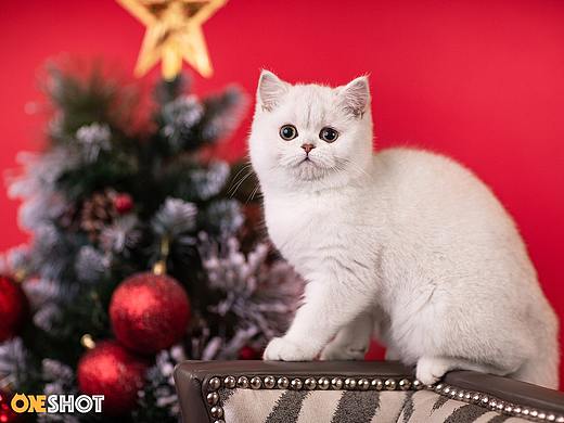 2018圣诞合集第一弹丨你的圣诞礼物又到啦！