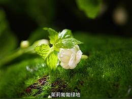 香薰香水产品视频