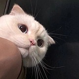 加班死狗的头像