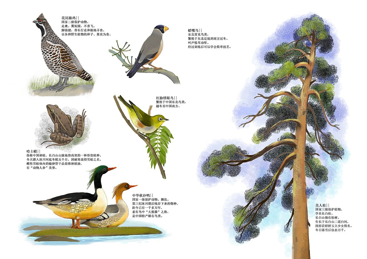 长白山地域动植物原创插画!