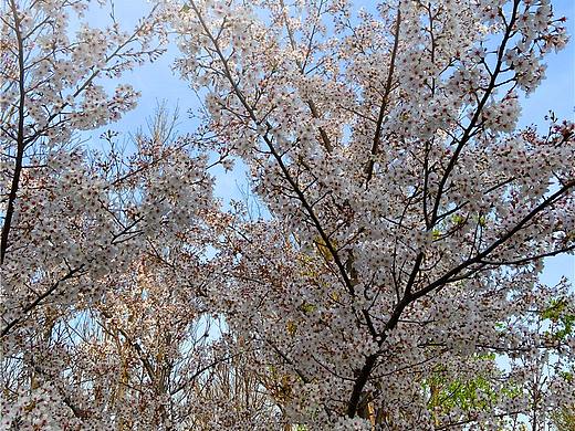 刘勇良手机纪实摄影：樱花盛开