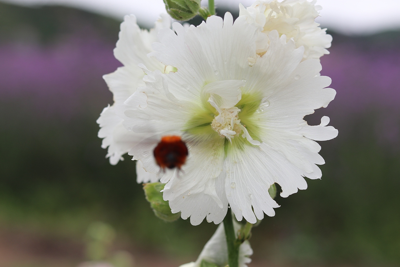 花海（图ZMTMzMjE0NzAw） - 风光摄影 - 站酷设计师梦醒时分sr原创素材 - 站酷ZCOOL