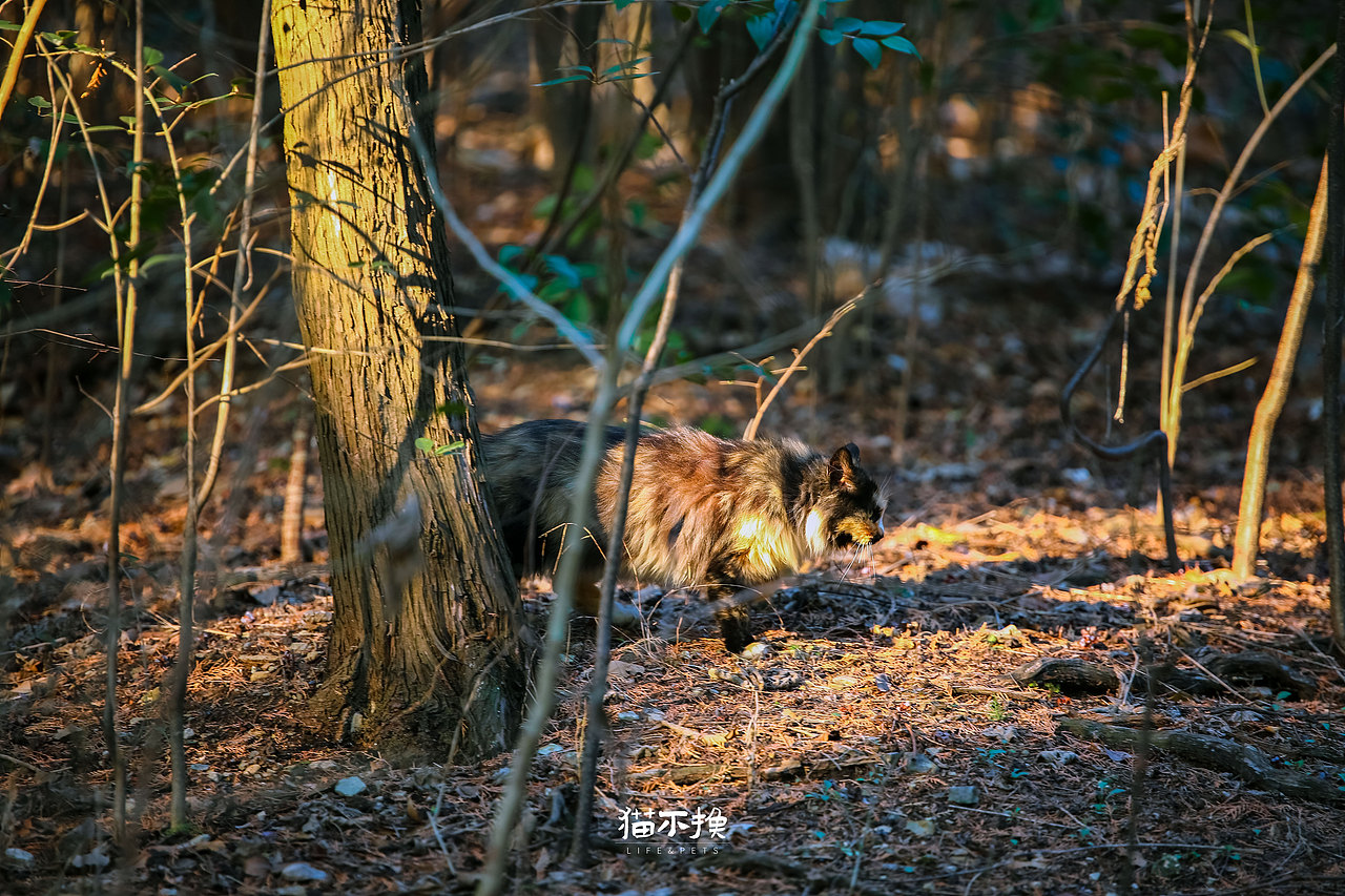 山猫日记20210613