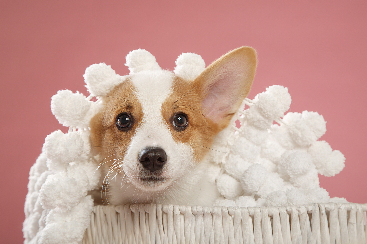 【動物照相館】合集