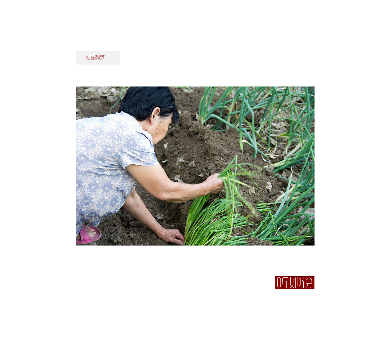 送给奶奶的书（图ZOTEyODkwNzI=） - 书籍/画册 - 站酷设计师脑子有洞洞的恶魔原创素材 - 站酷ZCOOL
