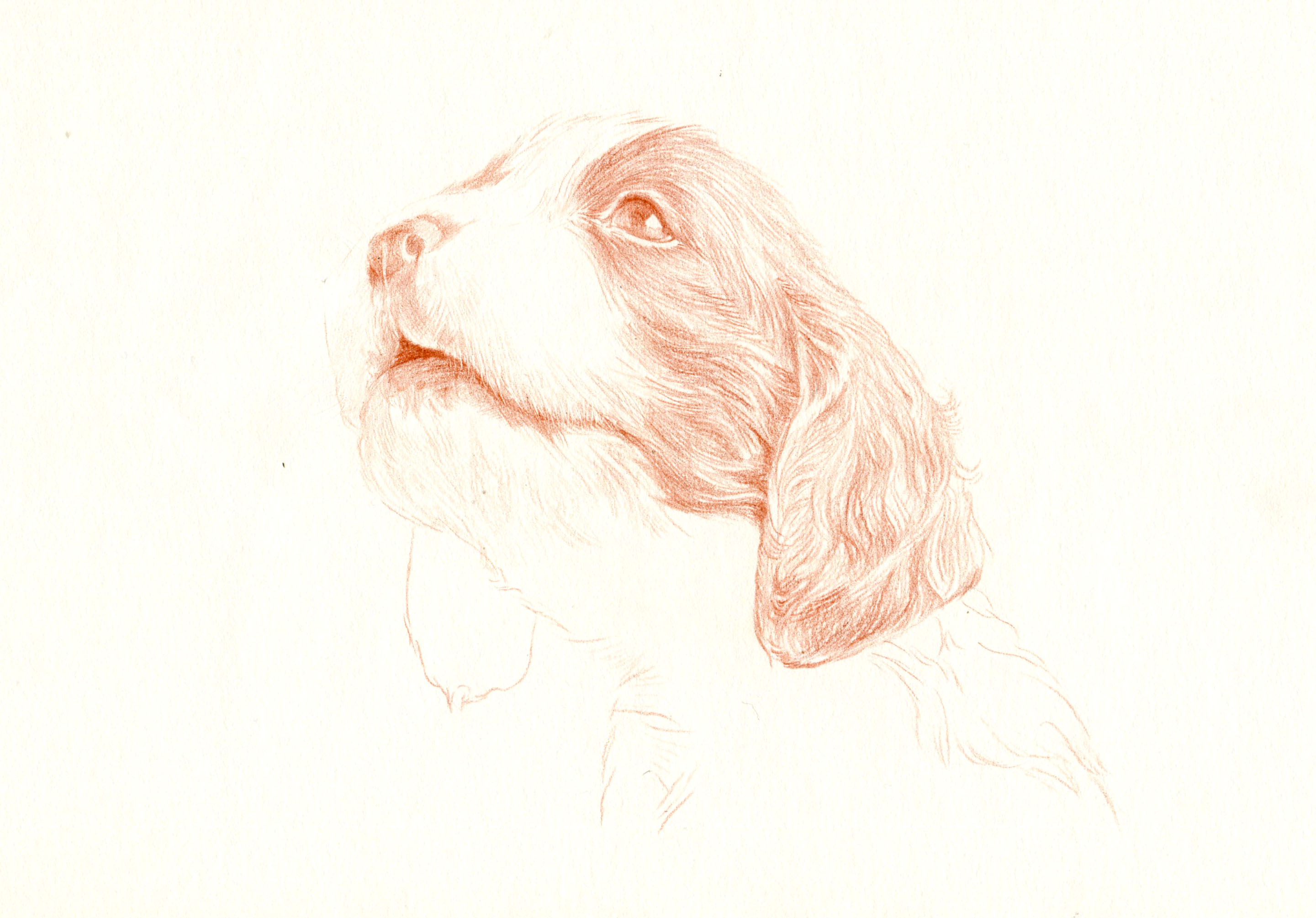 彩铅狗狗——英国史宾格犬