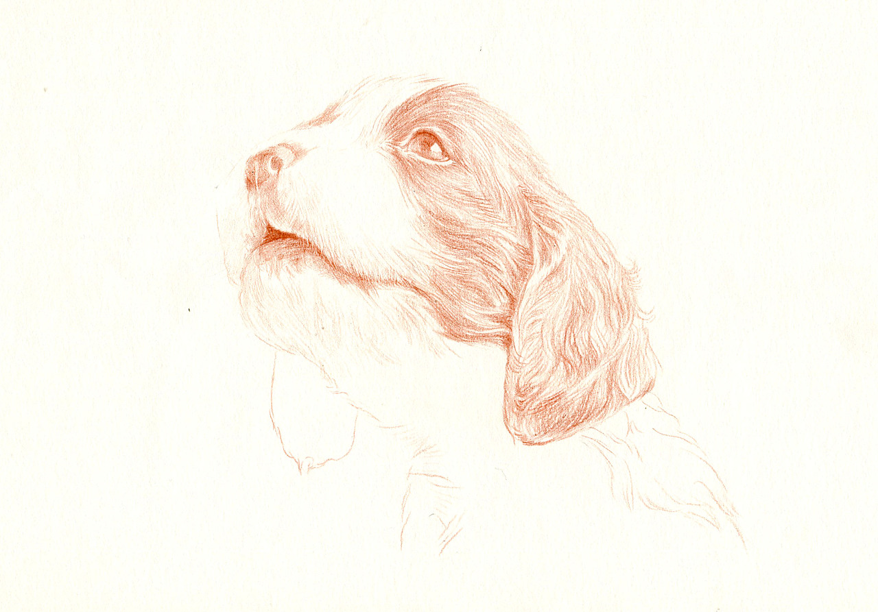 彩铅狗狗——英国史宾格犬|纯艺术|绘画|箐莜菲菲_原创作品-站酷zcool