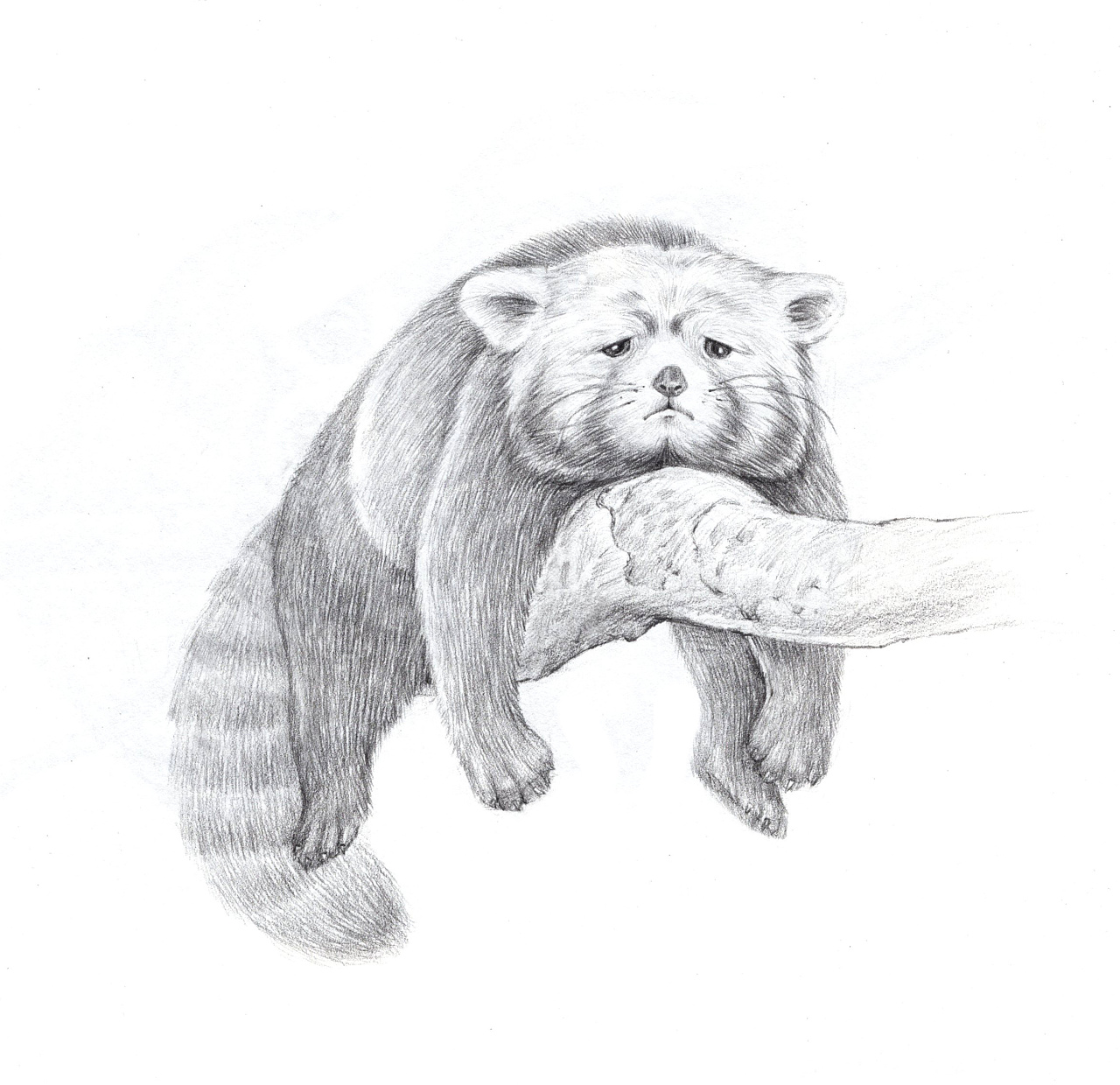 一组素描手绘,可爱有趣的动物们