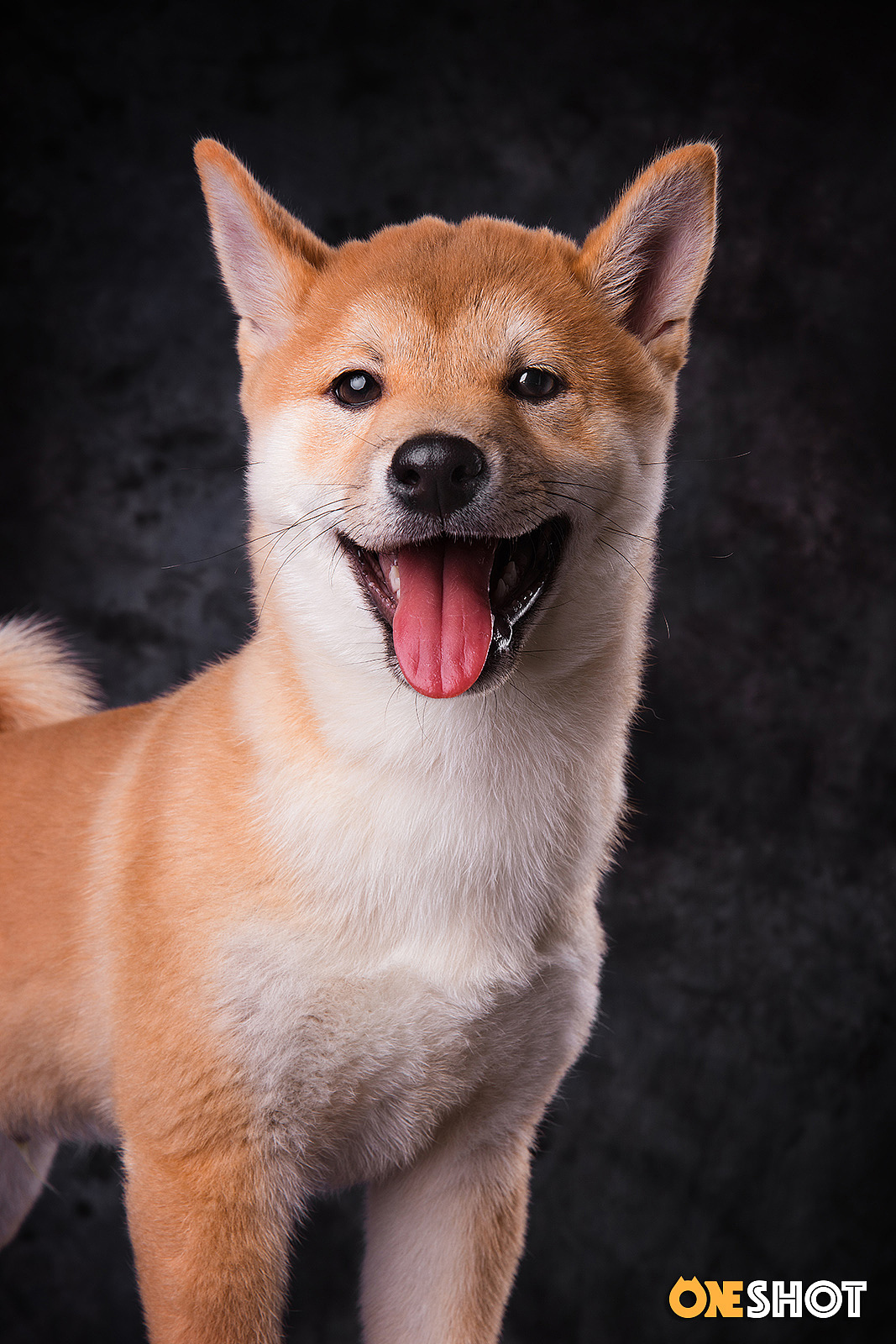 柴丨小胖（图ZMTE5MDUwODQw） - 宠物摄影 - 站酷设计师WildKay原创素材 - 站酷ZCOOL