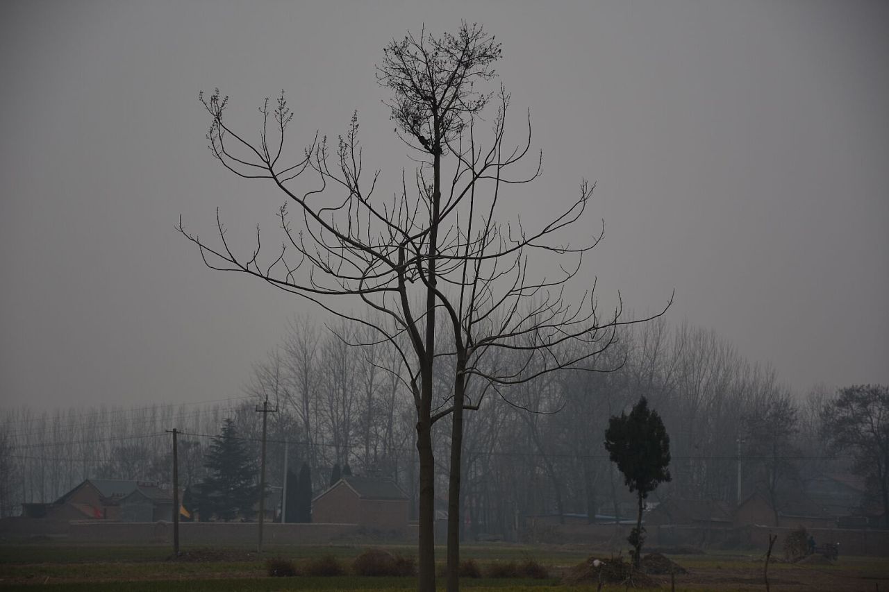 孤独的树|摄影|风光摄影|前行者 - 原创作品 - 站酷 (ZCOOL)