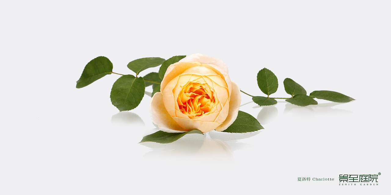 玫瑰花 送给520（图ZMTYzMTk4MzY=） - 产品摄影 - 站酷设计师潜象品牌研究所原创素材 - 站酷ZCOOL