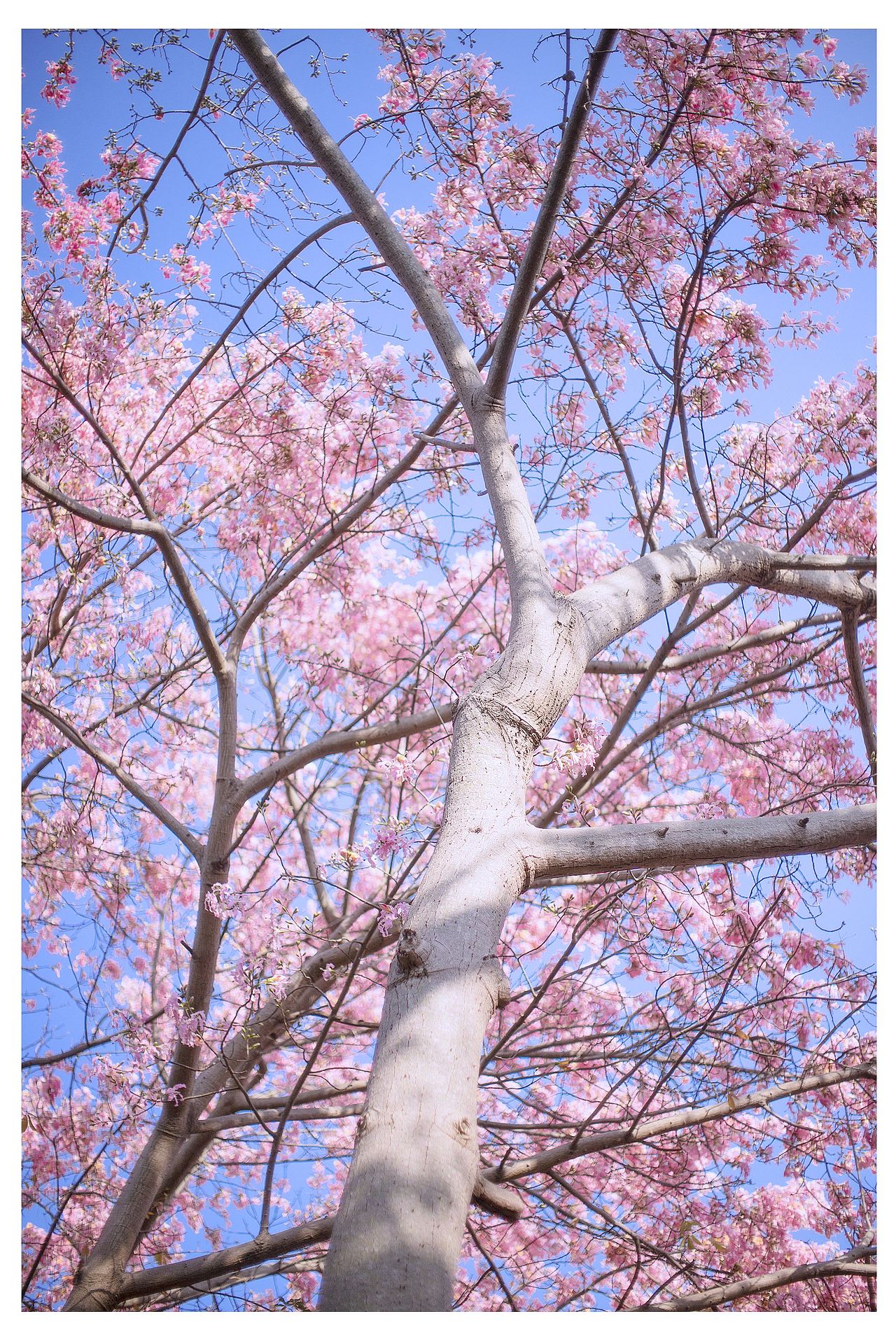 校园里的丝木棉