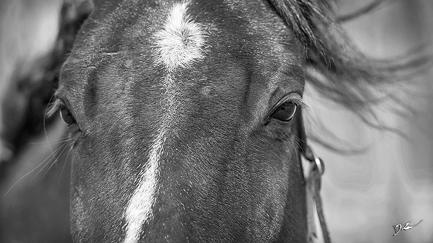 马（图ZNDI0MzcxNjQ=） - 宠物摄影 - 站酷设计师naturephoto原创素材 - 站酷ZCOOL