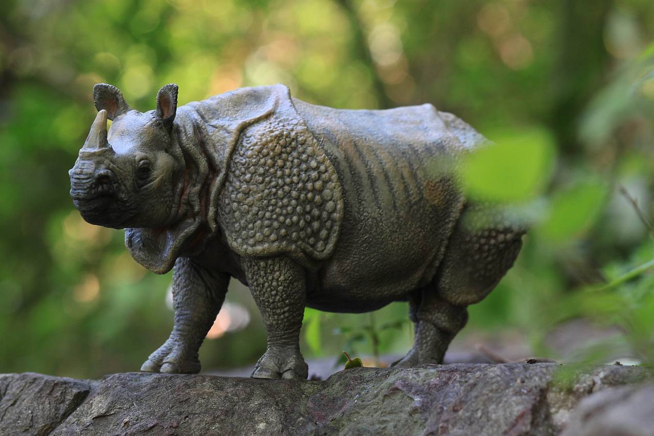 林间的印度犀牛母子