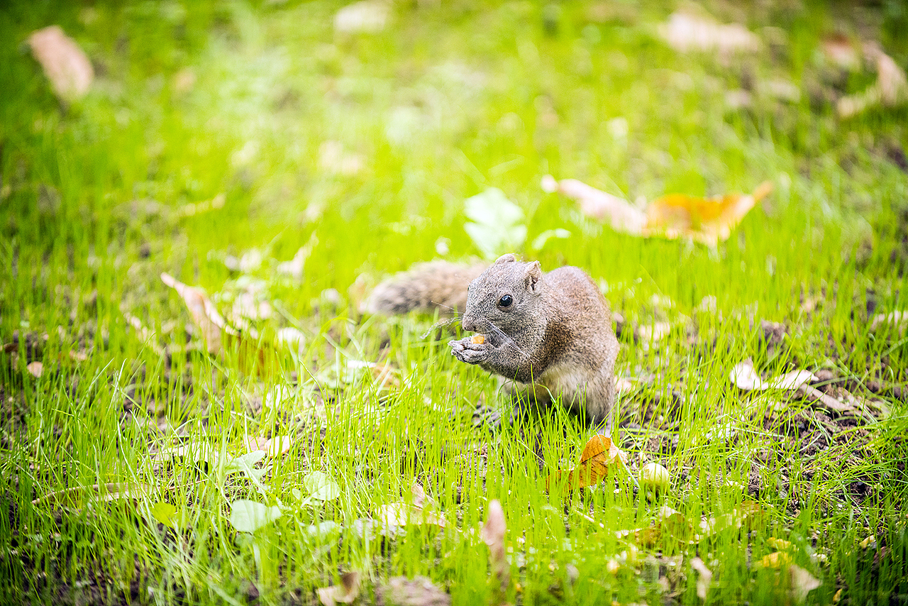 Squirrel（圖ZMzQ4OTQ1NTI=） - 寵物攝影 - 站酷設(shè)計(jì)師克里空原創(chuàng)素材 - 站酷ZCOOL