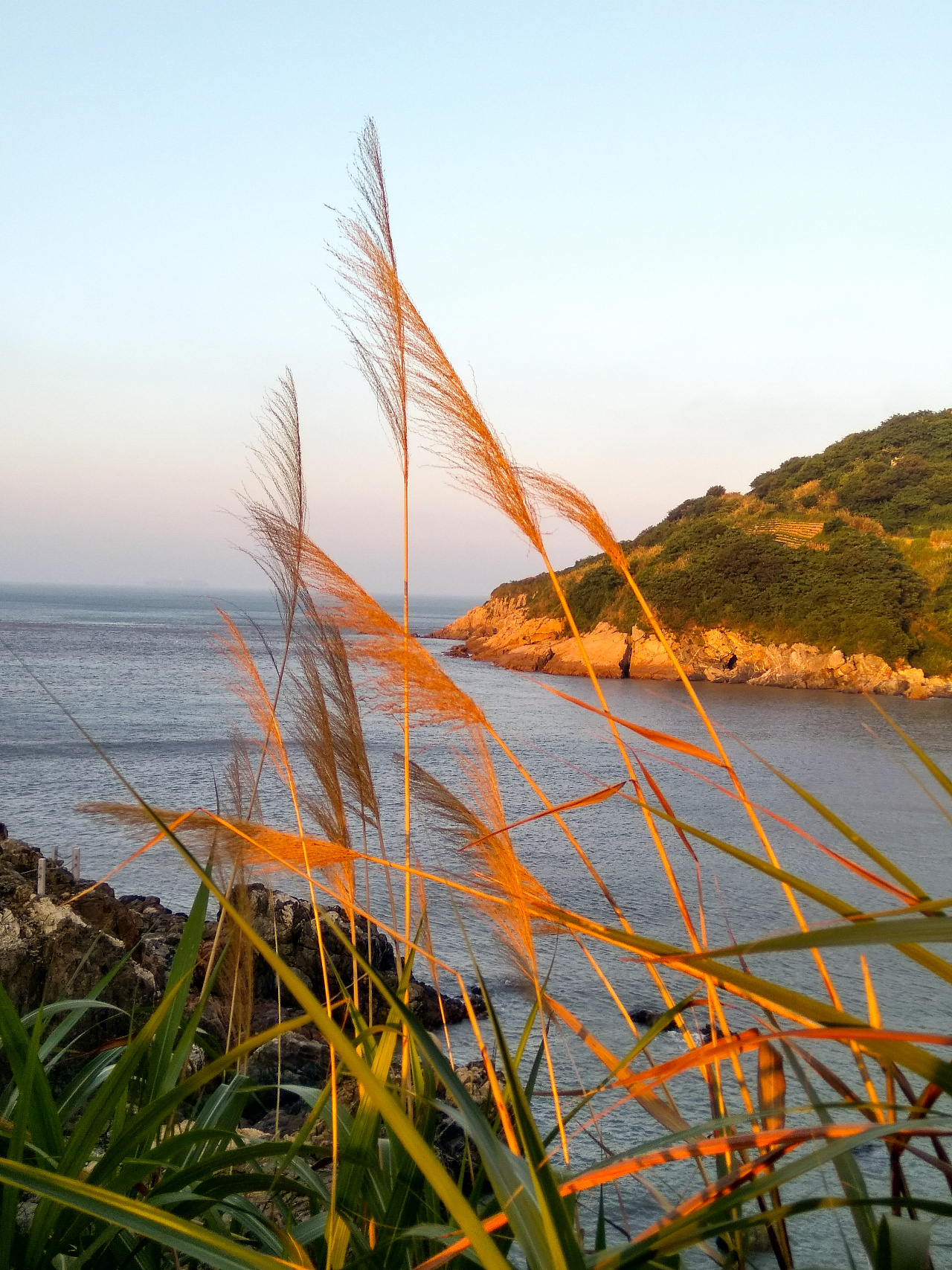 海上旅游摄影日落 日出 芦苇