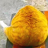 Ham大鸡腿的头像