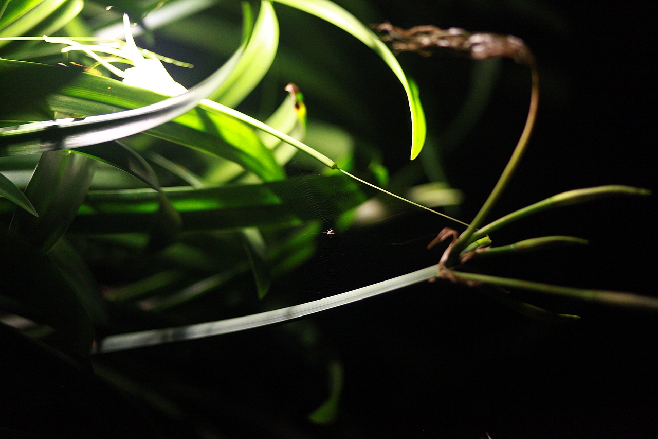 中山横栏西江/古镇湿地公园（图ZMzUxMDQzNDcy） - 人像摄影 - 站酷设计师村八里原创素材 - 站酷ZCOOL