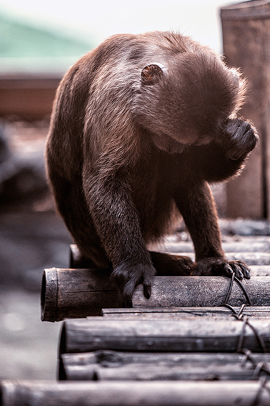2013拍摄动物整理