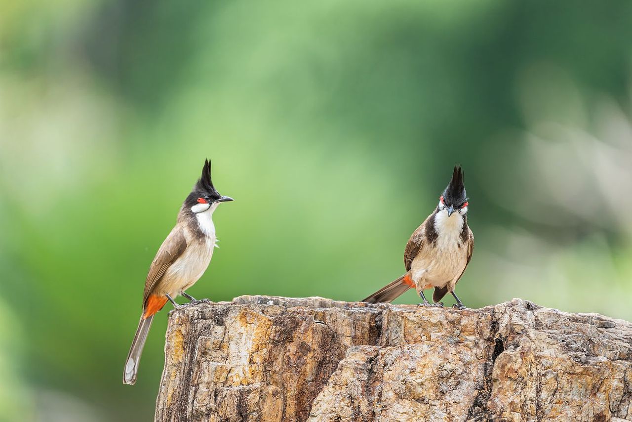 感悟自然·年度观鸟精华