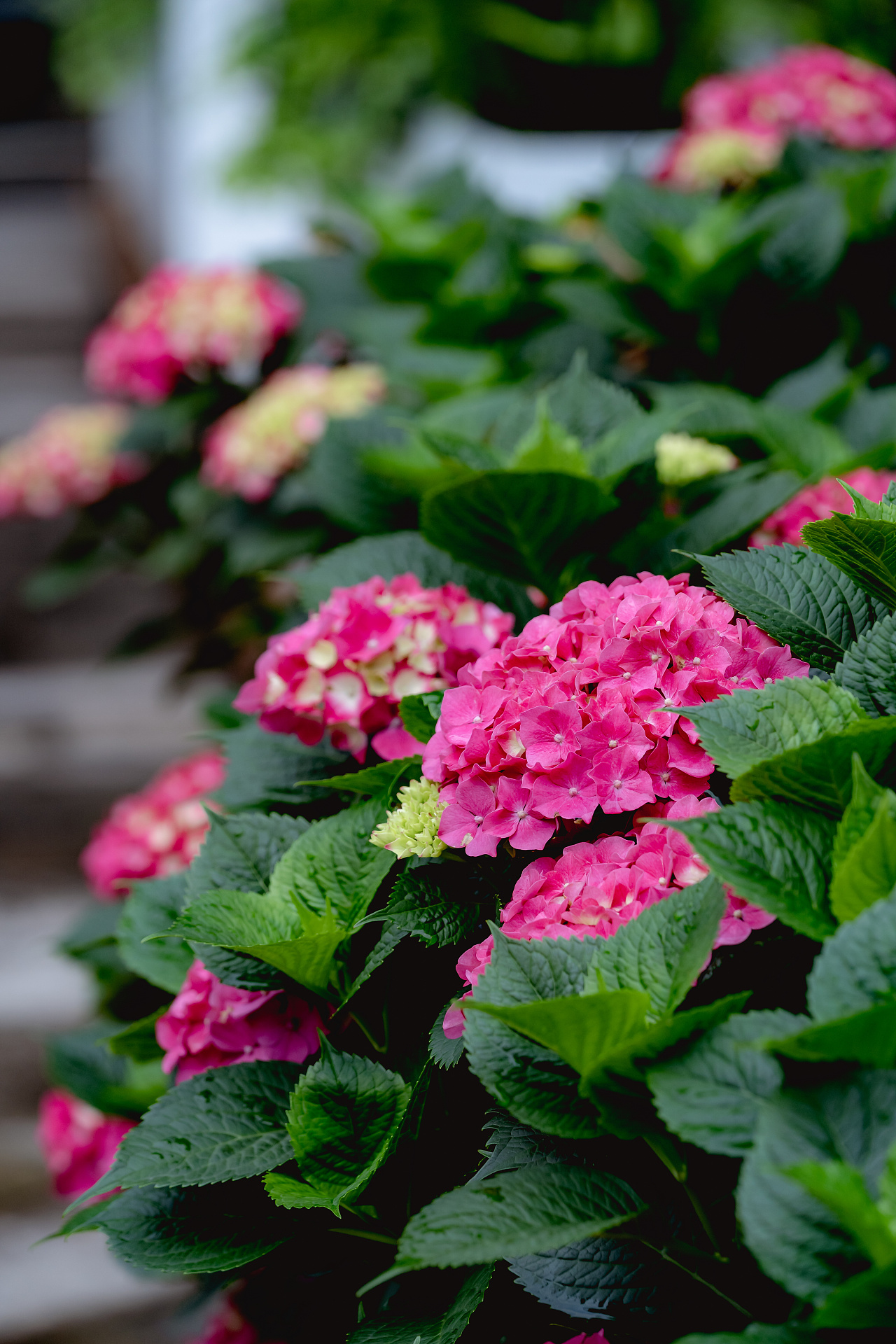 南京·熙南里·绣球花|摄影|静物|诗说江南 - 原创作品 - 站酷 (zcool