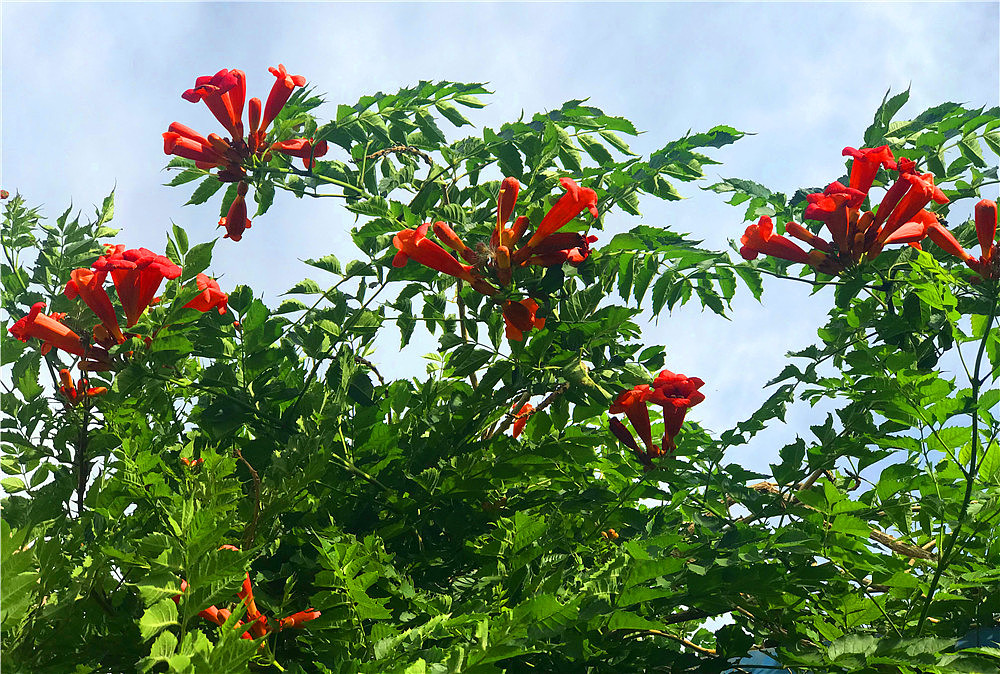 刘勇良手机纪实摄影:盛开的凌霄花