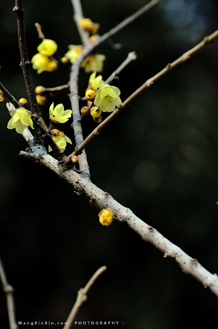 腊梅花开——开封禹王台公园