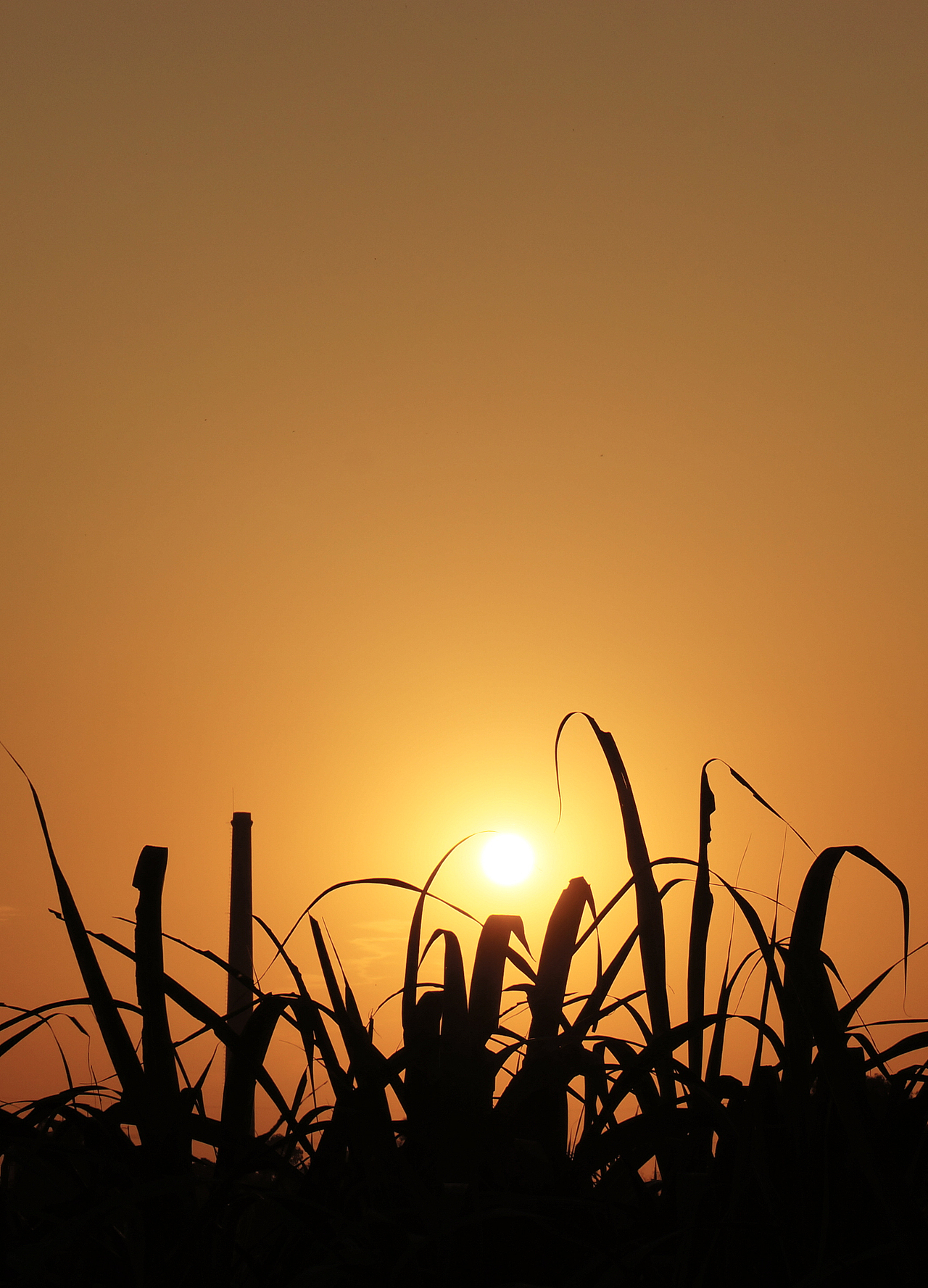 消失很久的再次出现