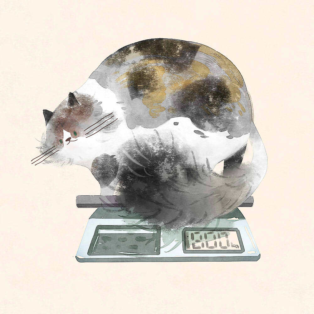 猫与数字