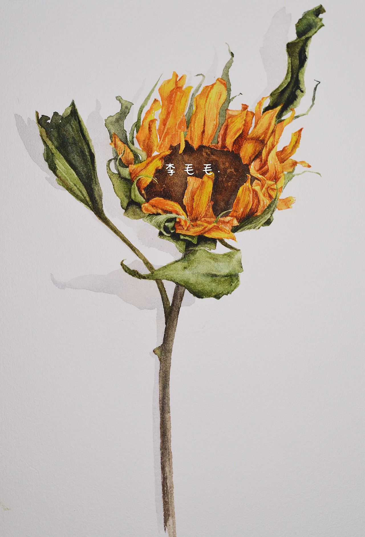 向日葵枯枝（图ZMTM3MzI2NDc2） - 绘画 - 站酷设计师画水彩的毛线团原创素材 - 站酷ZCOOL