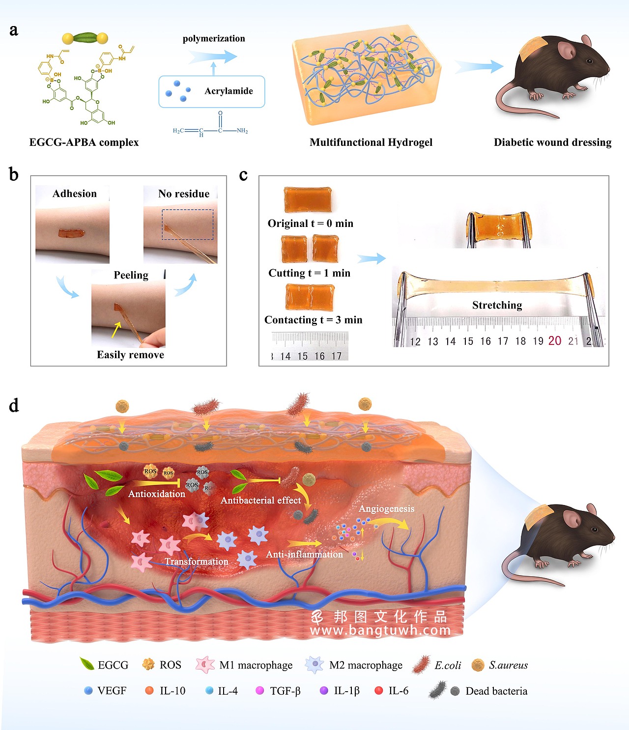 杂志封面图文章示意图机理图TOC设计制作美化科研绘图