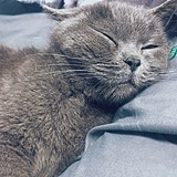 鸭崽Ahilu的头像