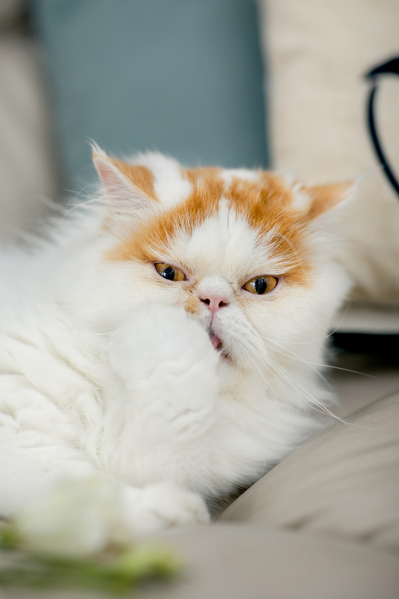 一只叫"饼饼"的加菲猫