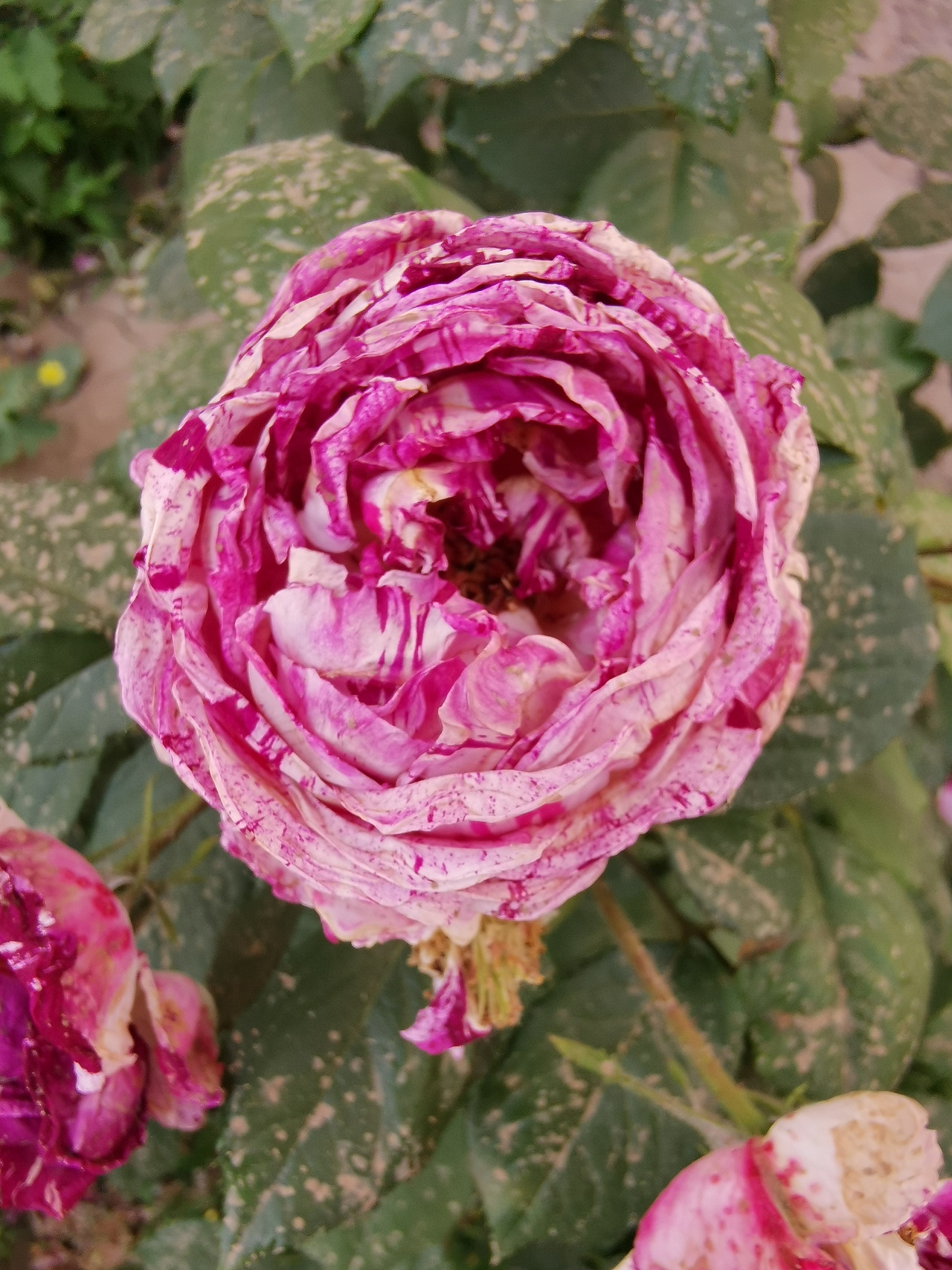 摄影花卉（图ZMjA2ODMxMzM2） - 风光摄影 - 站酷设计师知县原创素材 - 站酷ZCOOL