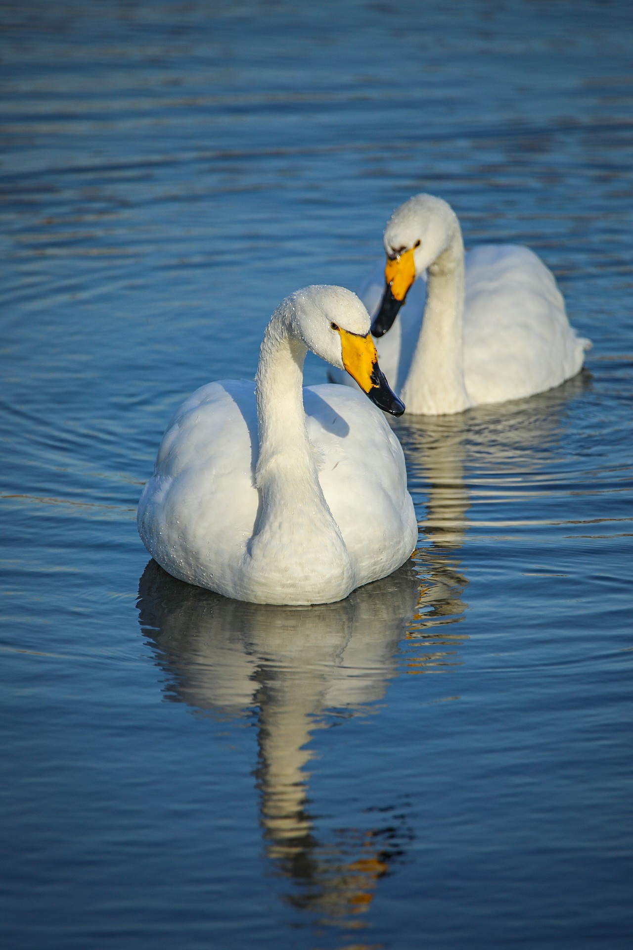 野生保护动物丨大天鹅