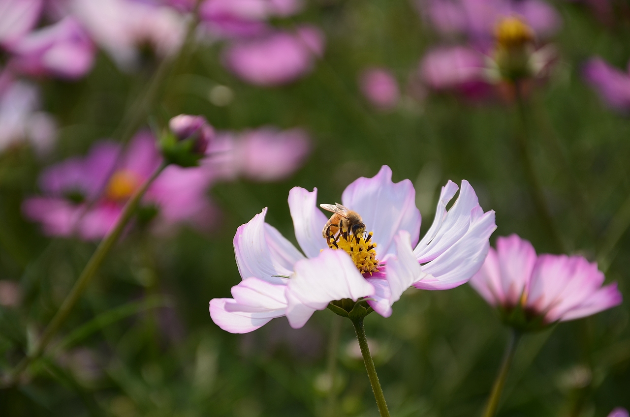 风景摄影（图ZMTQzOTUxNzA4） - 风光摄影 - 站酷设计师MichelTao原创素材 - 站酷ZCOOL
