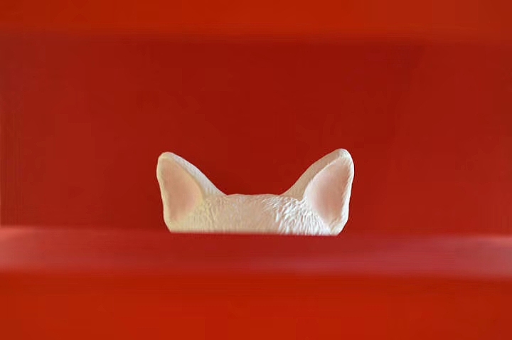 玩拓✘匠心天成 雪娃娃童画 萌宠系列之法斗