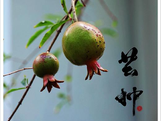 二十四节气——芒种