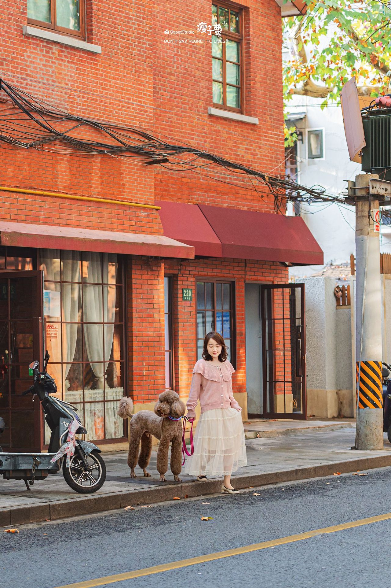 还记得武康大楼旁边的法国梧桐吗？（图ZMzI3NDI1Njg4） - 宠物摄影 - 站酷设计师宠物摄影师瘦子费原创素材 - 站酷ZCOOL