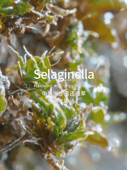 电商摄影 | Brandfree·面膜 ✖ baimabrand