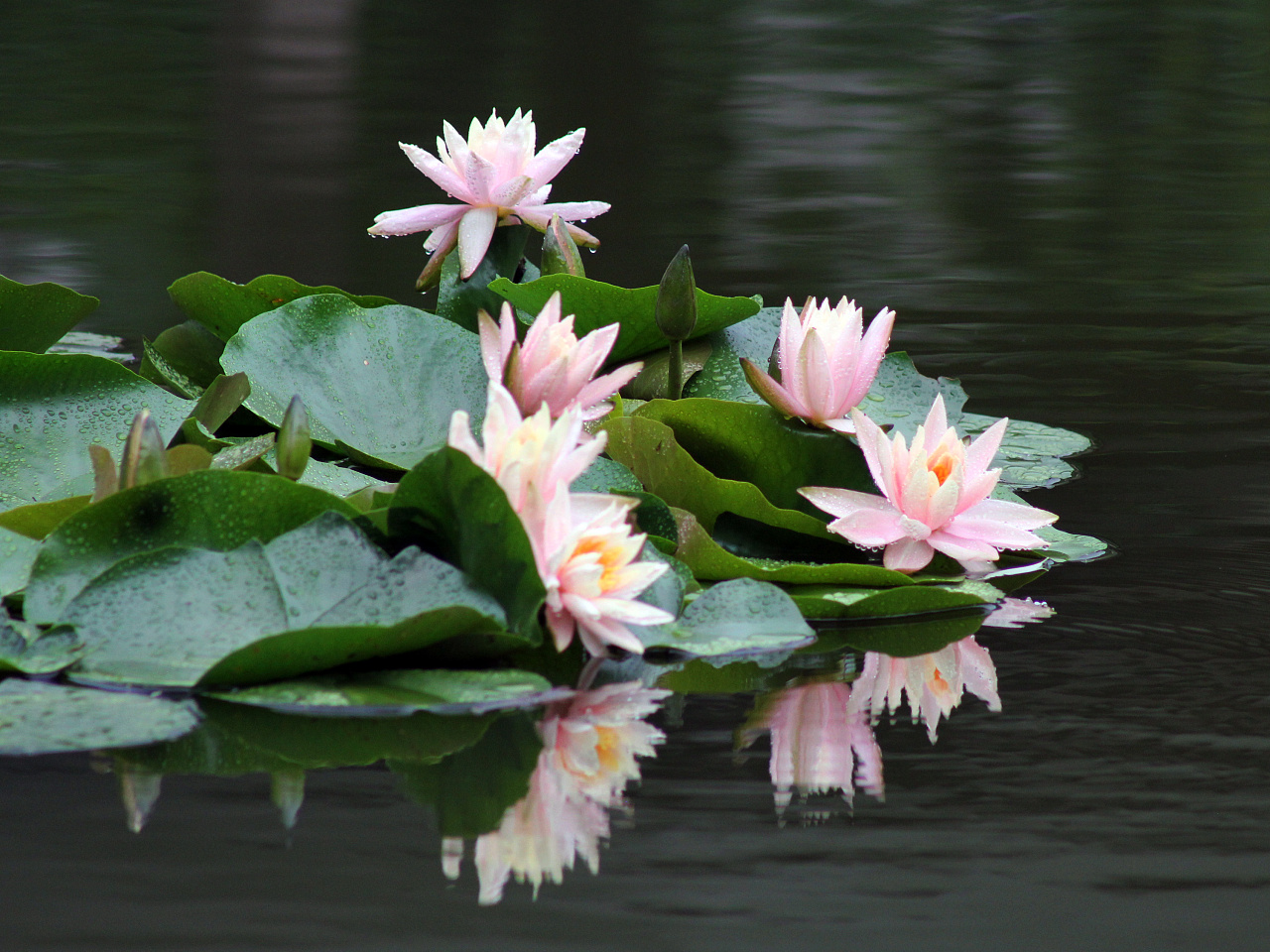 雨后睡莲|摄影|风光摄影|marialiu0703 - 原创作品 - 站酷 (zcool)