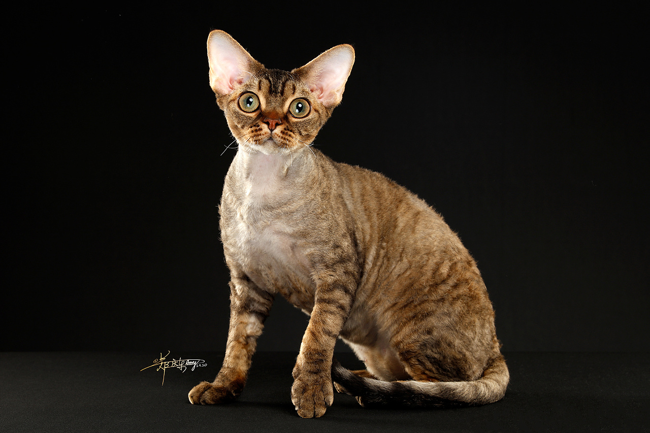 德文卷毛猫