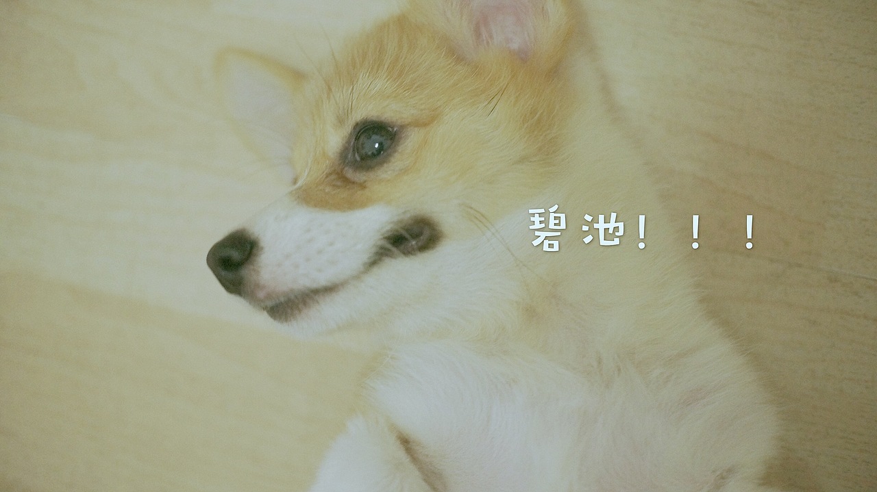 花仔（图ZNTYxOTM1MzY=） - 宠物摄影 - 站酷设计师seasonjune原创素材 - 站酷ZCOOL