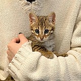 用戶頭像