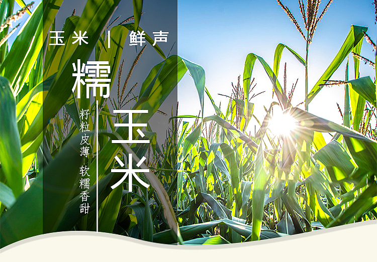 玉米详情页（图ZMTYwMDY5ODIw） - 其他平面 - 站酷设计师三分鈡热度原创素材 - 站酷ZCOOL
