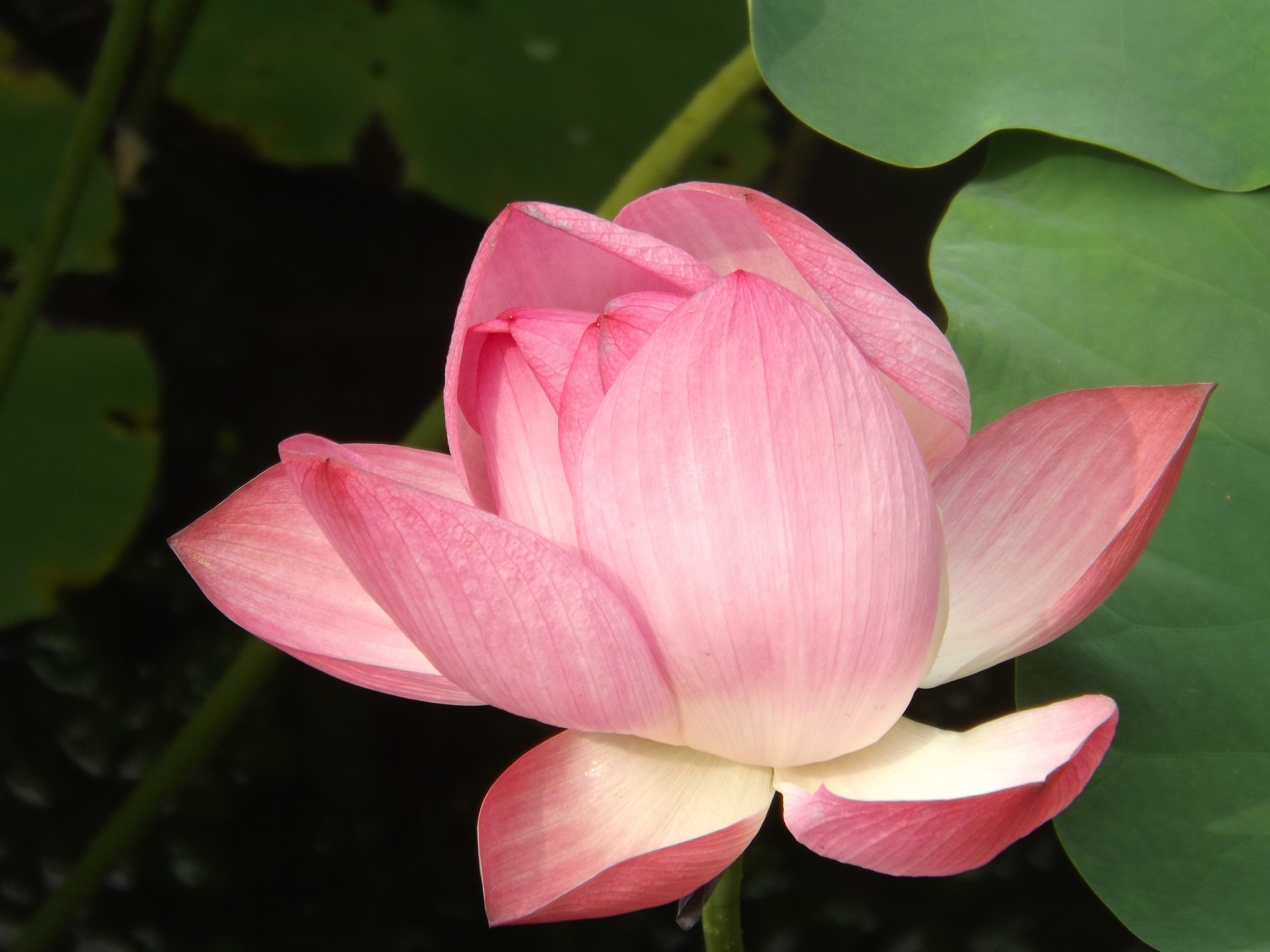 夏天荷花|摄影|静物|任晓锋018 - 原创作品 - 站酷 (zcool)