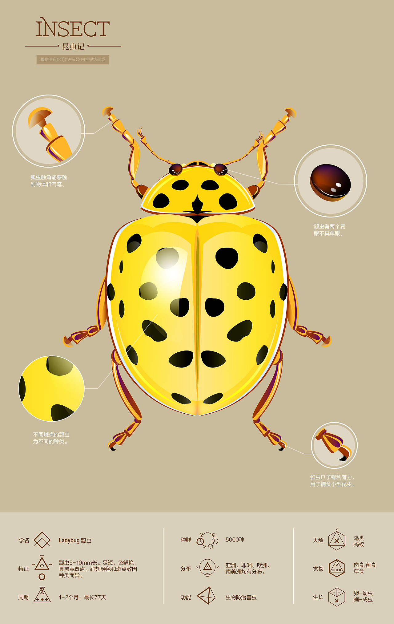 昆虫记（图ZNjczMDg5NTY=） - 信息图表 - 站酷设计师holybird原创素材 - 站酷ZCOOL